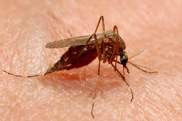 malaria erradicada do mundo novo remedio